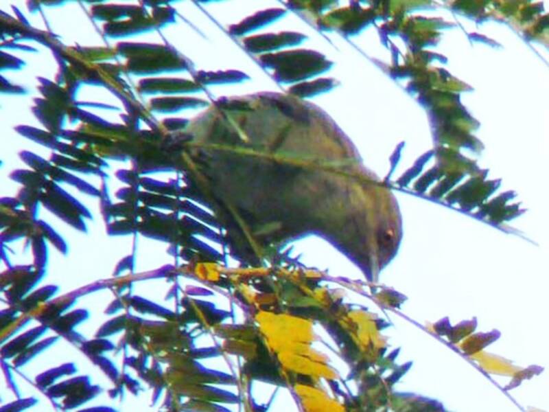 Dacnis vert-bleu, Photos 3