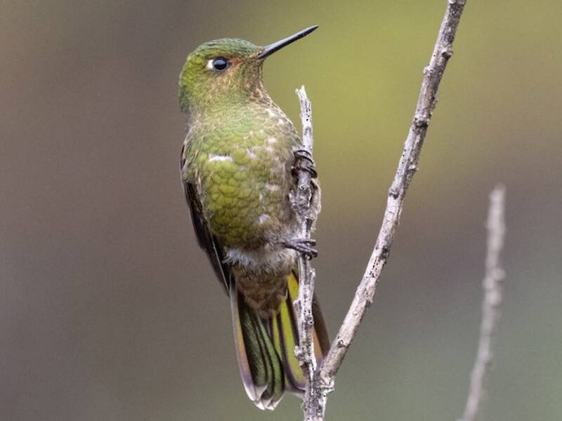 Viridian Metaltail, Photos 4
