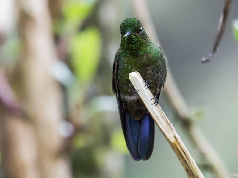 Viridian Metaltail, Photos 2
