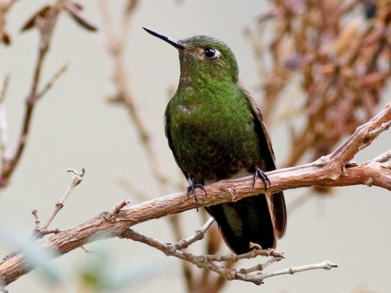 Viridian Metaltail, Photos 3