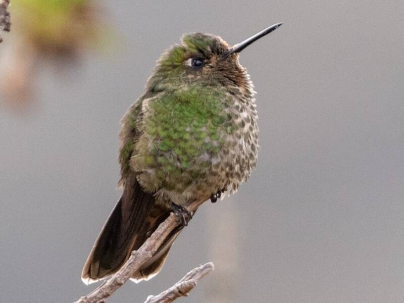 Viridian Metaltail