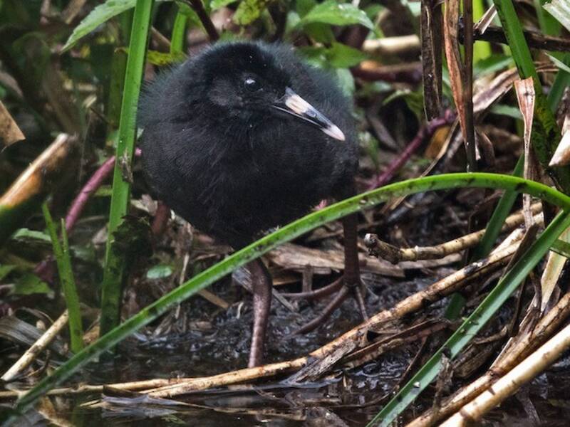 Rallo dell'Ecuador, Foto 2
