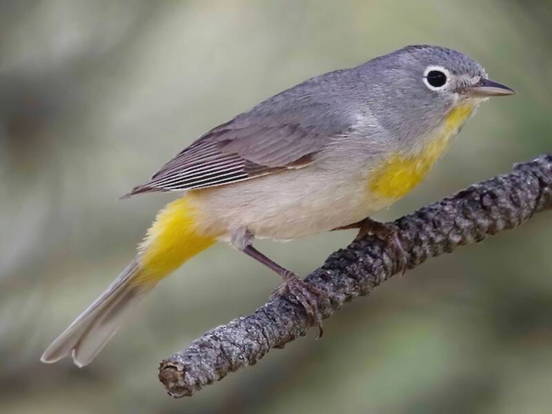 Virginia's Warbler, Photos 4