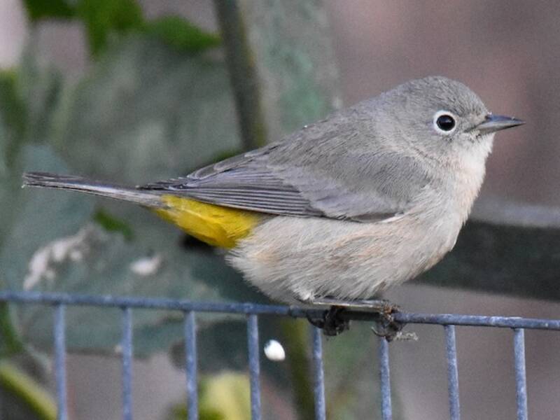 Virginia's Warbler
