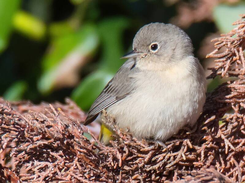 Virginia's Warbler, Photos 2