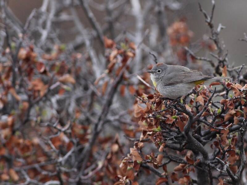Virginia's Warbler, Photos 3