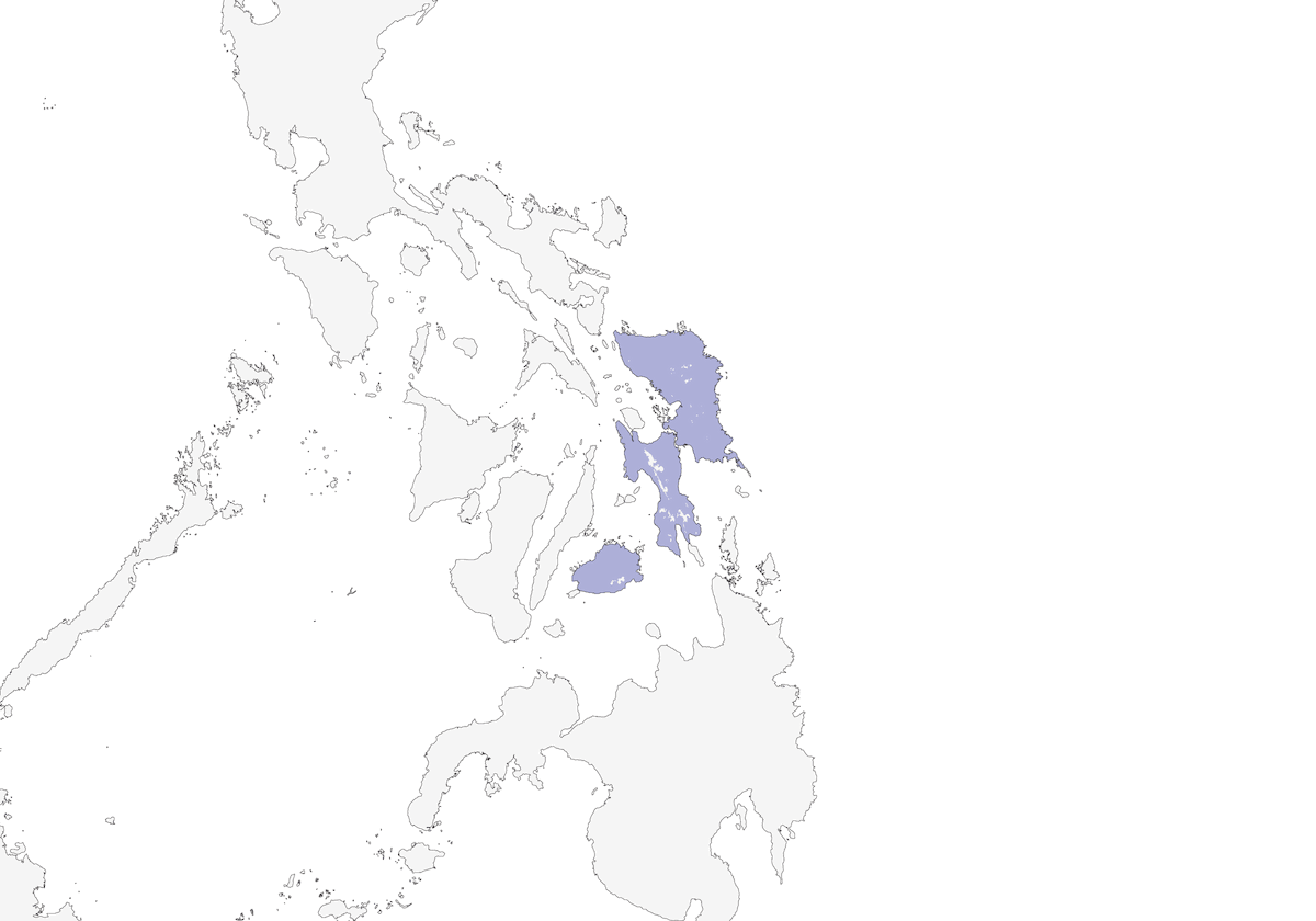 Eurilaimo de Bisayas, Distribución 1