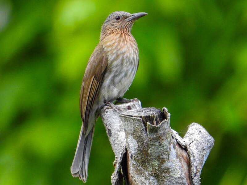 Bulbul delle Visayas