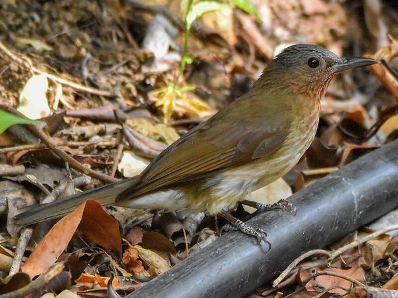 Bulbul delle Visayas, Foto 3