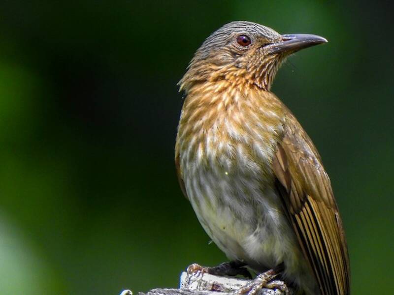 Bulbul delle Visayas, Foto 2