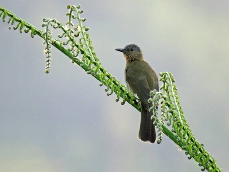 Bulbul delle Visayas, Foto 4