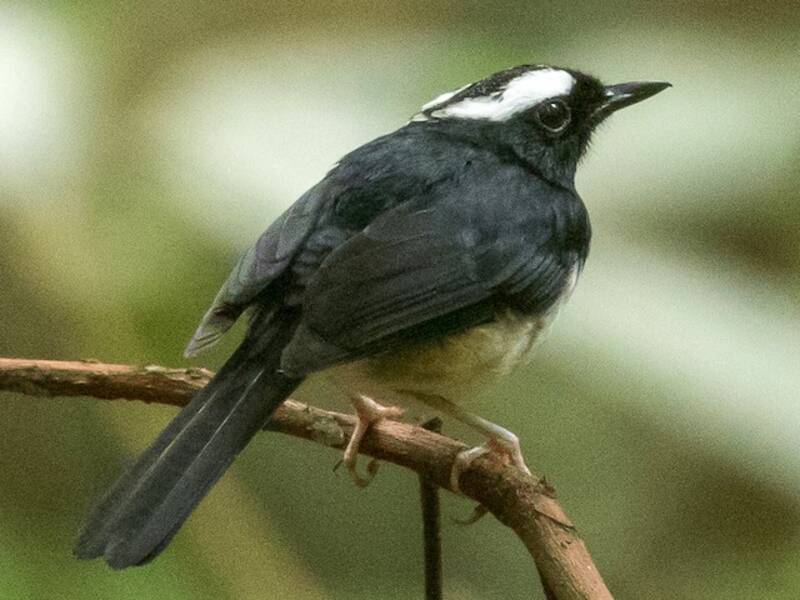 Usignolo delle Visayas