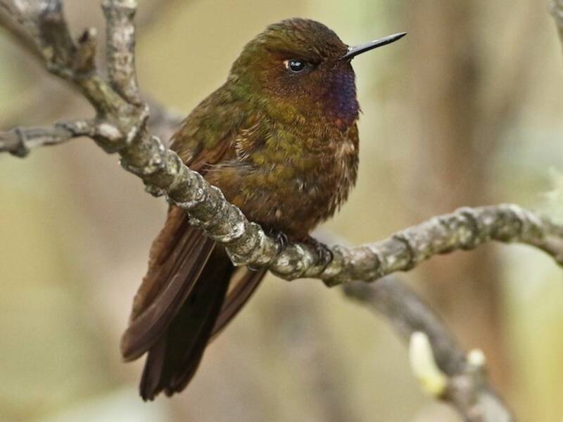 Metalura Gorjivioleta, Fotos 4