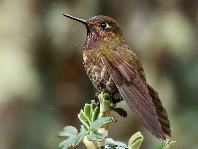 Metalura Gorjivioleta, Fotos 2
