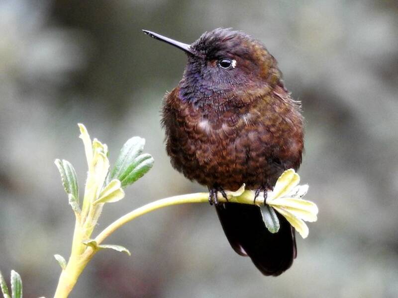Metalura Gorjivioleta, Fotos 3