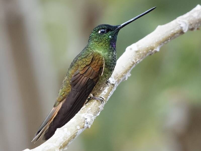 Colibrí Frentiestrella Gorgivioleta, Fotos 4