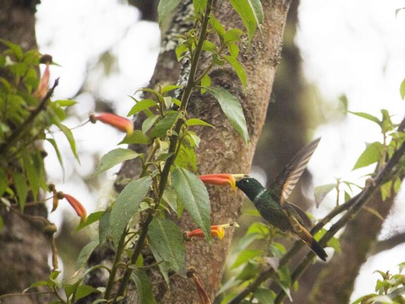 Colibrí Frentiestrella Gorgivioleta