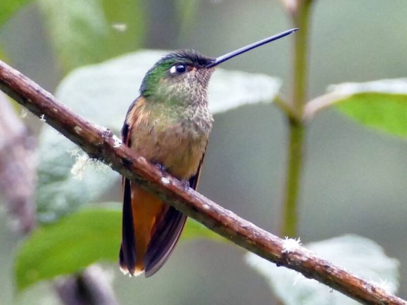Colibrí Frentiestrella Gorgivioleta, Fotos 3