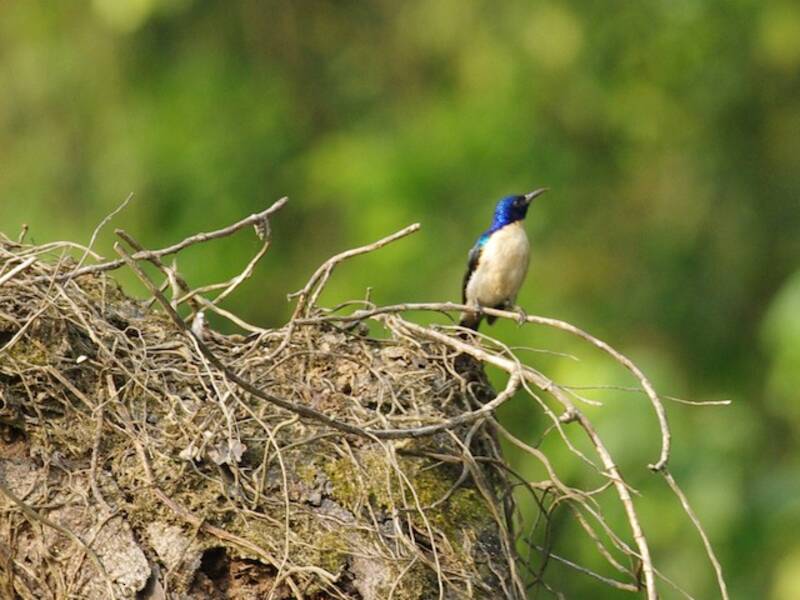 Veilchenschwanz-Nektarvogel, Fotos 2