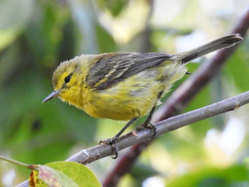 Vitelline Warbler, 照片 3