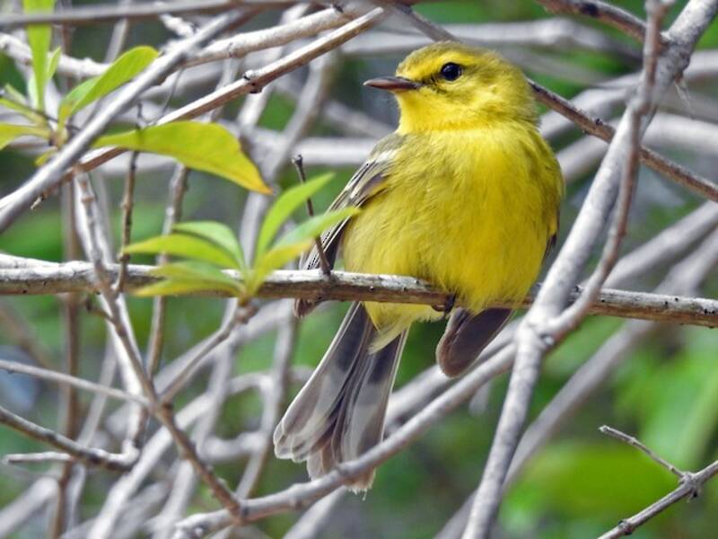Vitelline Warbler, 照片 4