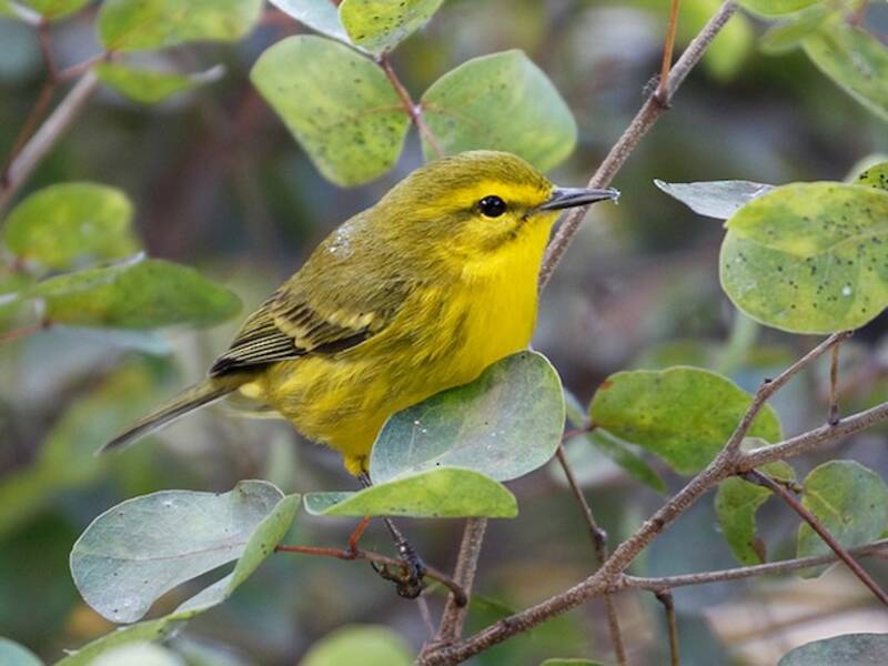 Vitelline Warbler