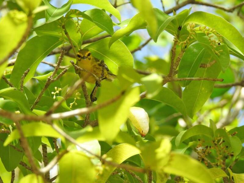 Vitelline Warbler, 照片 2