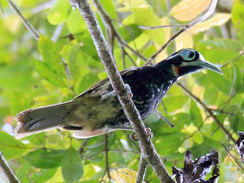 Mélidecte de Vogelkop, Photos 4