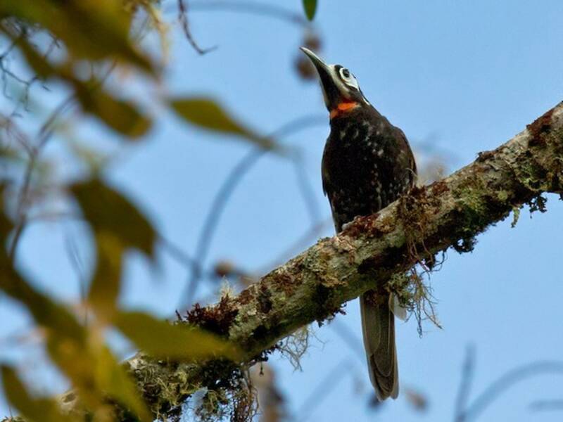 Mélidecte de Vogelkop, Photos 2