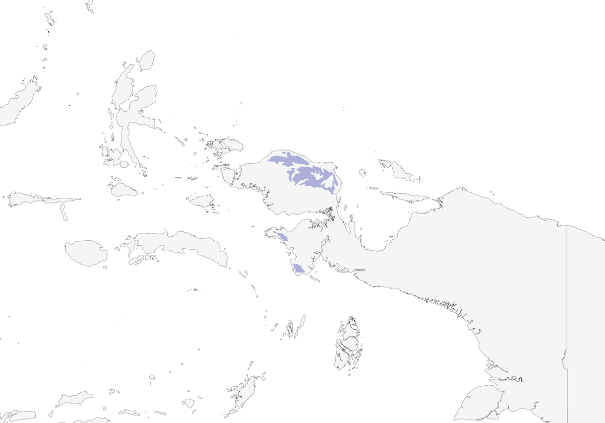 Mélidecte de Vogelkop, Distribution 1