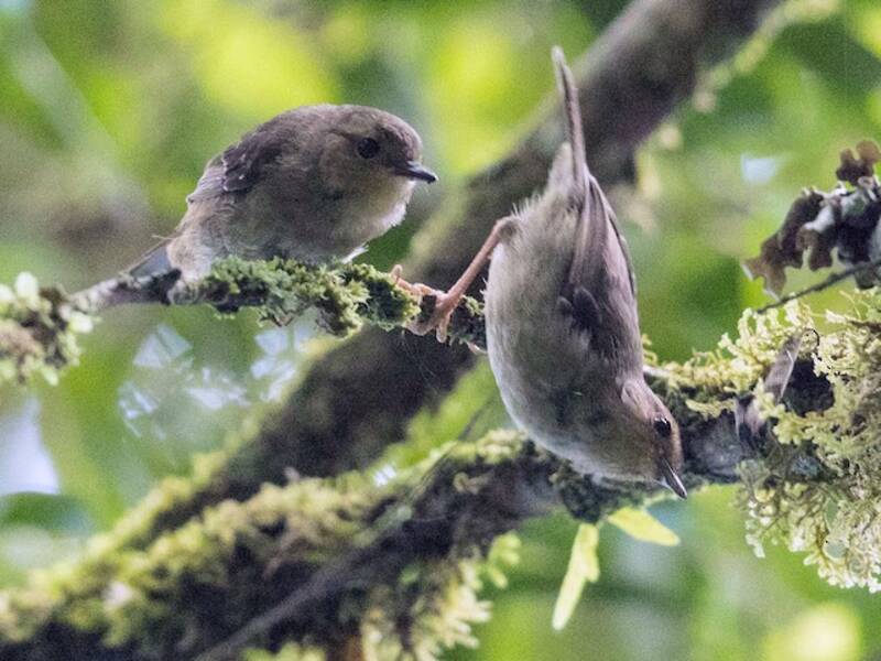 Scricciolo di sottobosco di Vogelkop, Foto 4