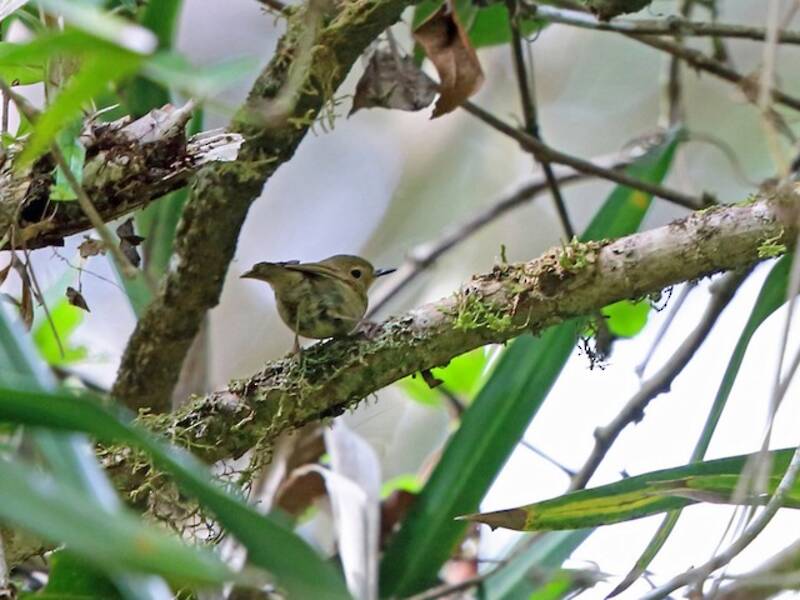 Scricciolo di sottobosco di Vogelkop