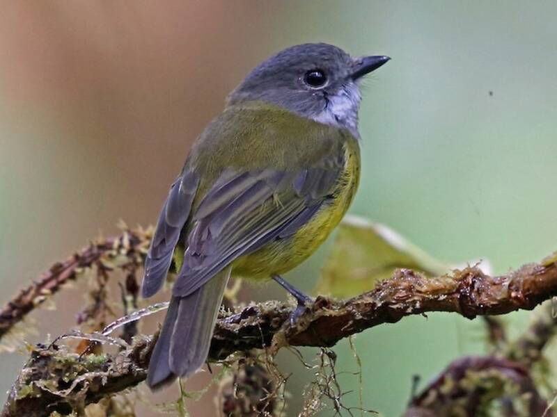 Zufolatore di Vogelkop, Foto 4