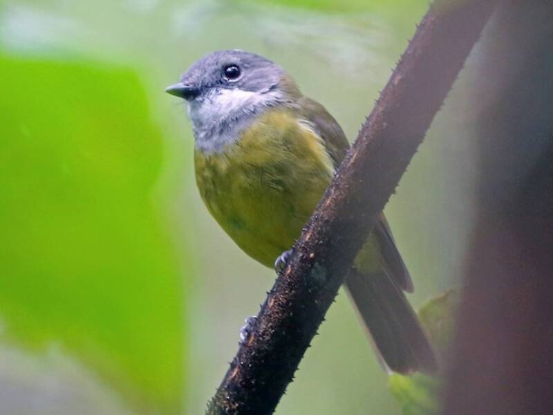Zufolatore di Vogelkop, Foto 3