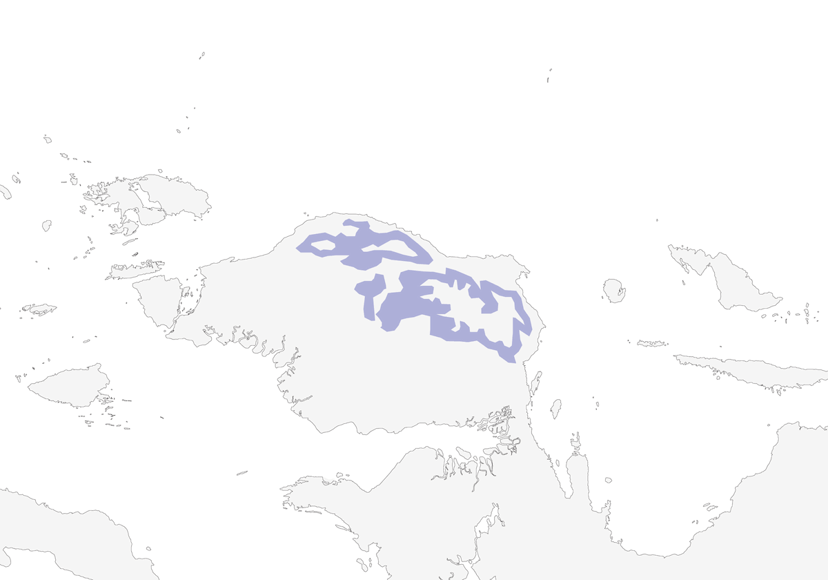 Zufolatore di Vogelkop, Distribuzione 1