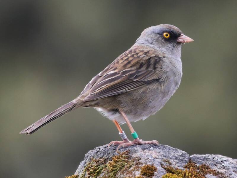 Junco del vulcano, Foto 4