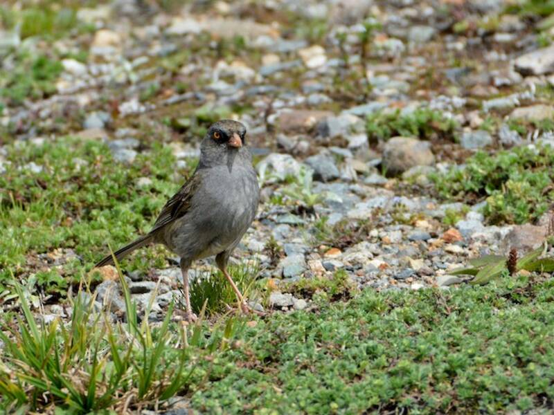 Junco del vulcano, Foto 3