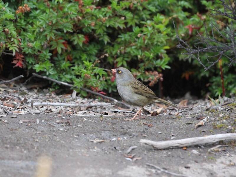 Junco del vulcano