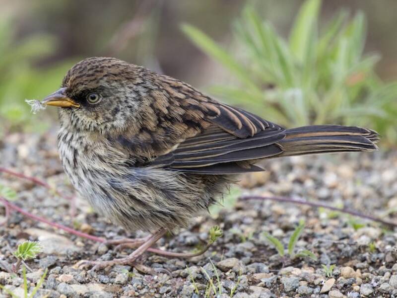Junco del vulcano, Foto 2