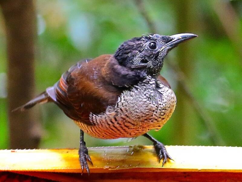 Lophorina di Vogelkop, Foto 4