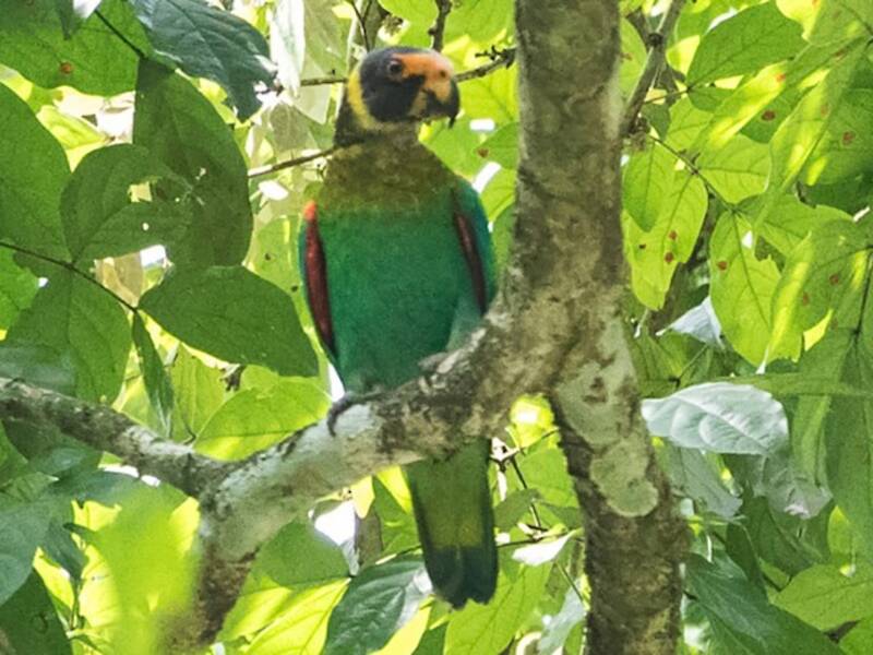 Vulturine Parrot, Photos 2