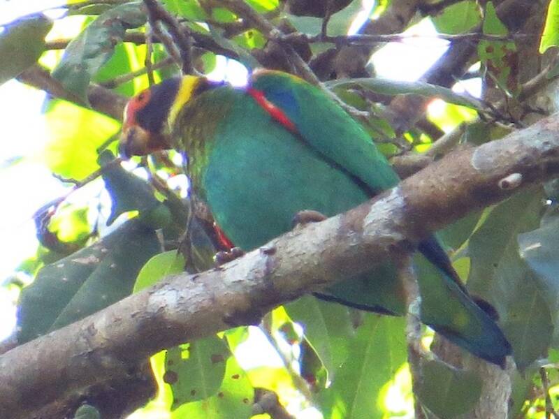 Vulturine Parrot, Photos 3