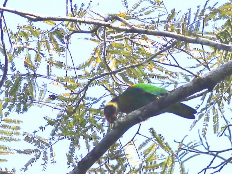 Vulturine Parrot, Photos 4