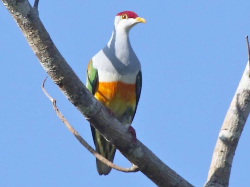 Wallace's Fruit-Dove, Photos 2