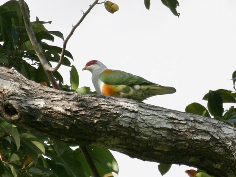 Wallace's Fruit-Dove, Photos 3