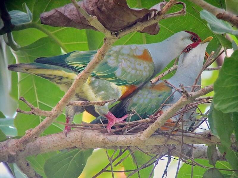 Wallace's Fruit-Dove, Photos 4