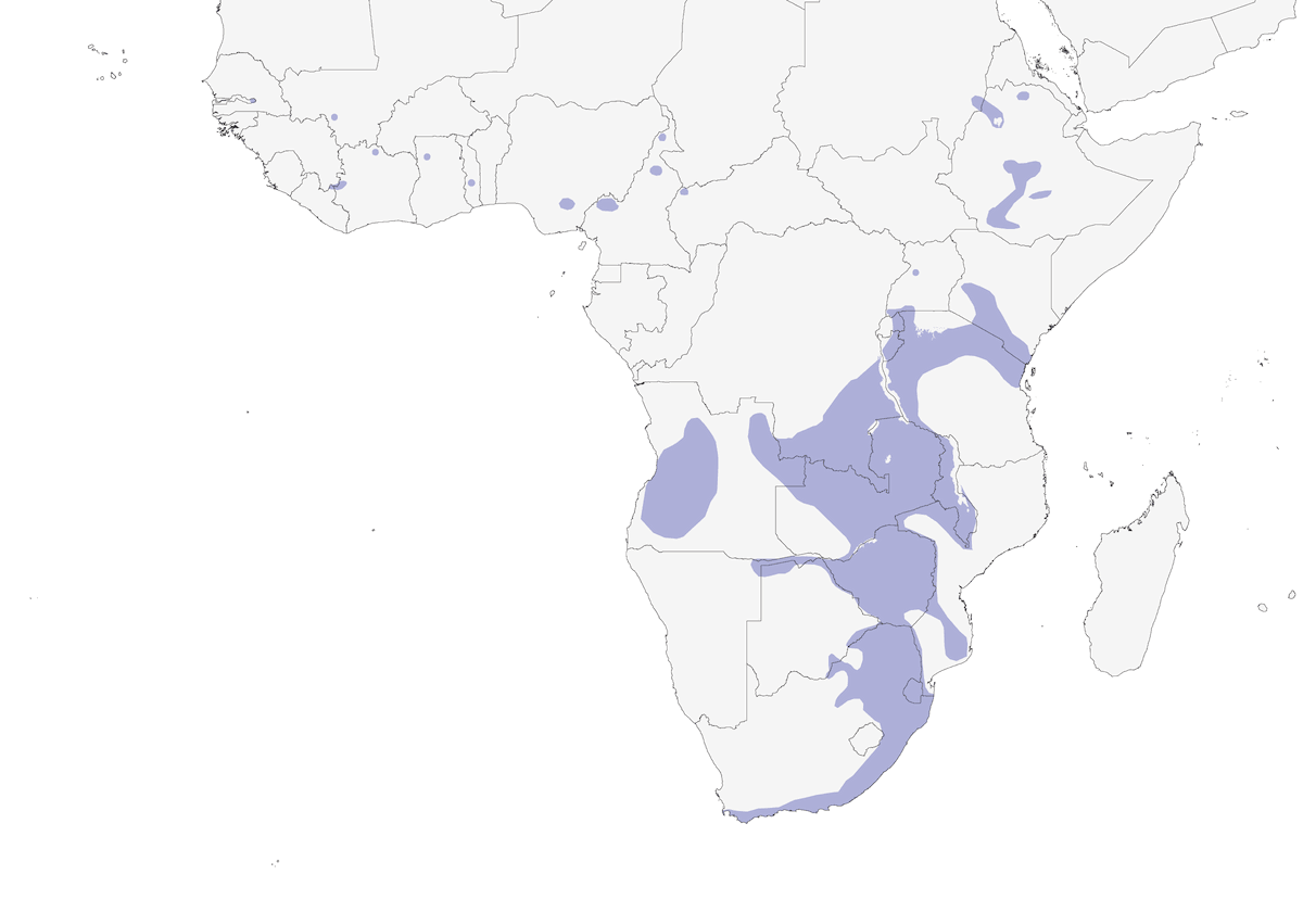 Mielero dorsipardo, Distribución 1