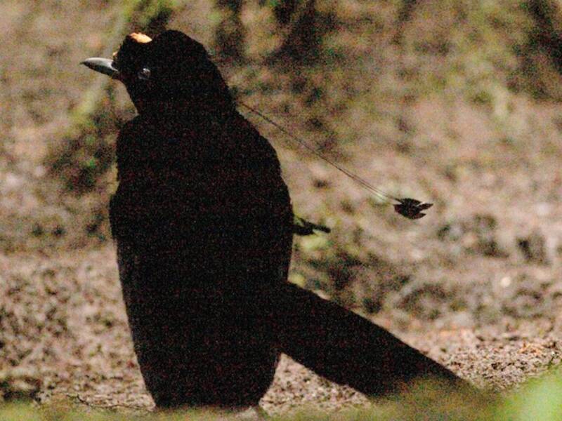 Wahnes-Paradiesvogel, Fotos 3
