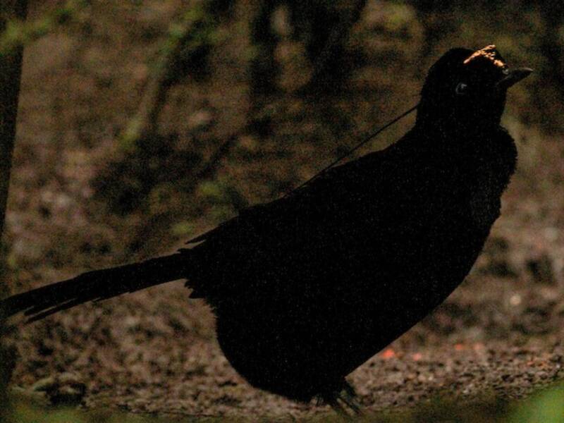 Wahnes-Paradiesvogel, Fotos 2