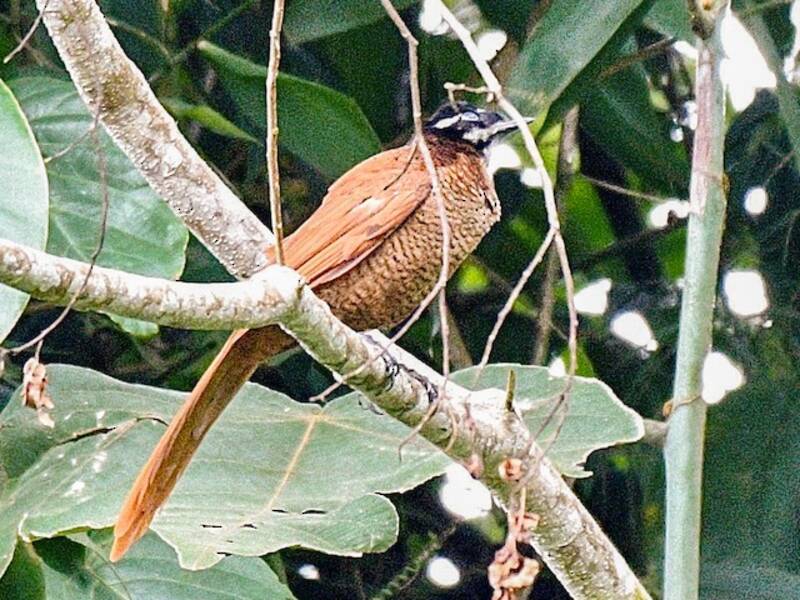 Wahnes-Paradiesvogel